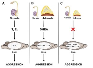 Aggression (from Kat)