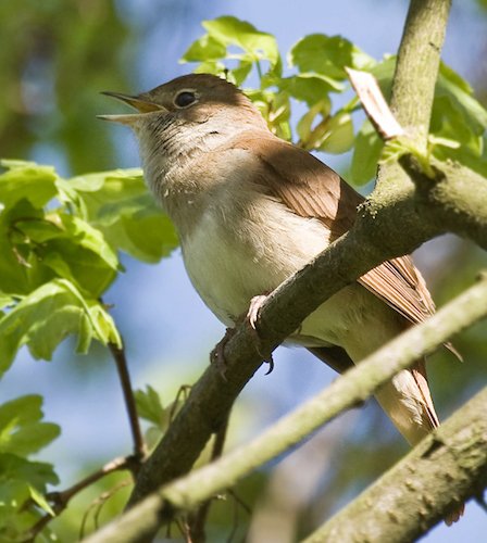 Singing Nightingale